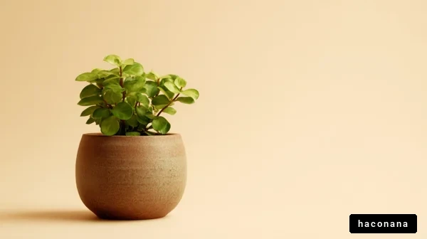 シンプルな観葉植物