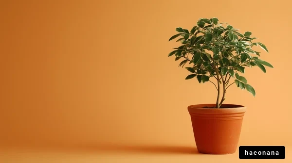 観葉植物とオレンジ背景