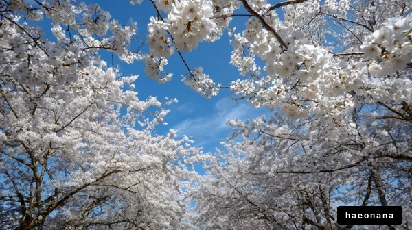 満開の桜の下で