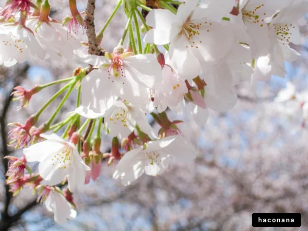 春の桜の花々