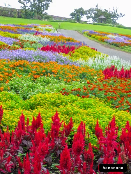色とりどりの花畑