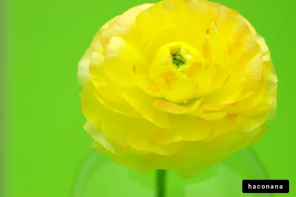 鮮やかな黄色い花