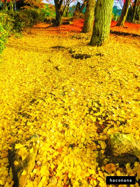 黄金色の落ち葉が広がる景色