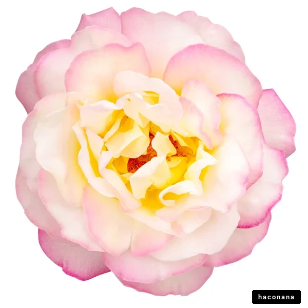 美しいバラの花