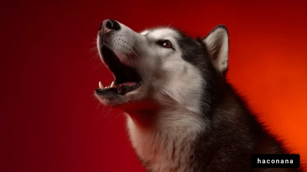 吠える犬のポートレート
