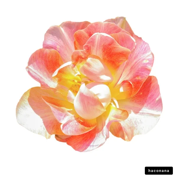 美しい花のアップ写真