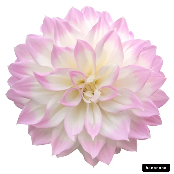 美しい花のアップ