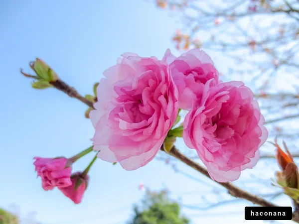 鮮やかな桜の花