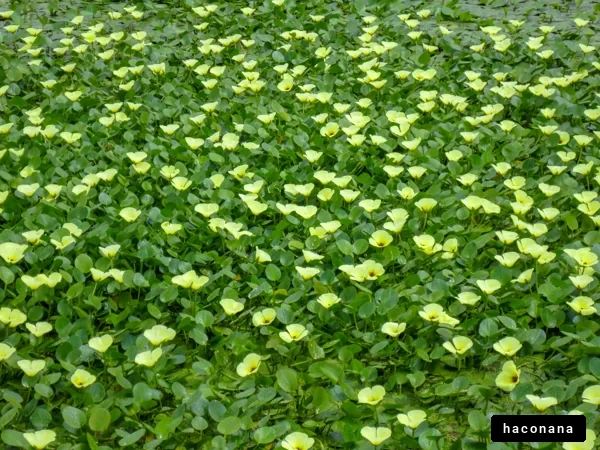 水面に広がる花々