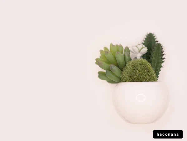 おしゃれな多肉植物の寄せ植え