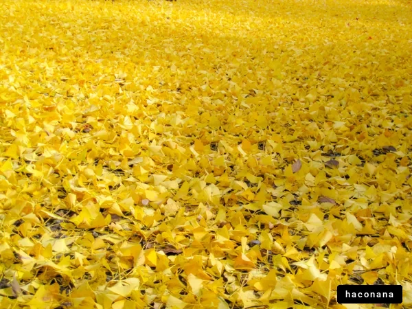 美しい黄色の落ち葉