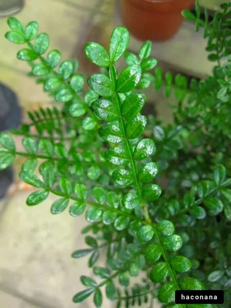 緑の葉が美しい植物