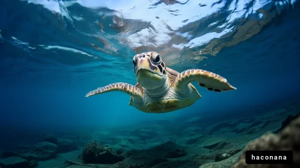 海中を泳ぐウミガメ