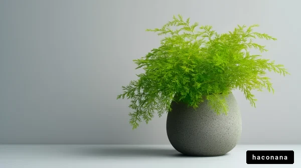 緑豊かな観葉植物の写真