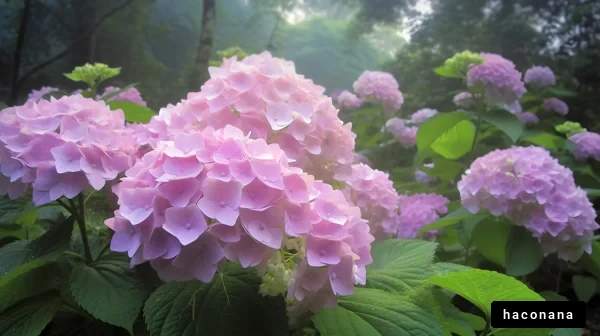 幻想的な紫陽花の庭