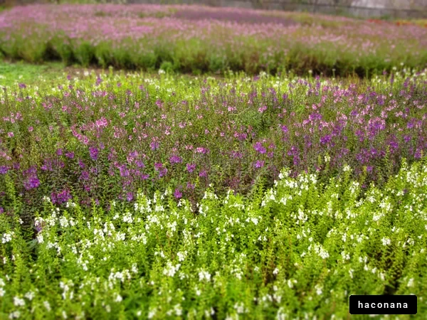 色とりどりの花畑