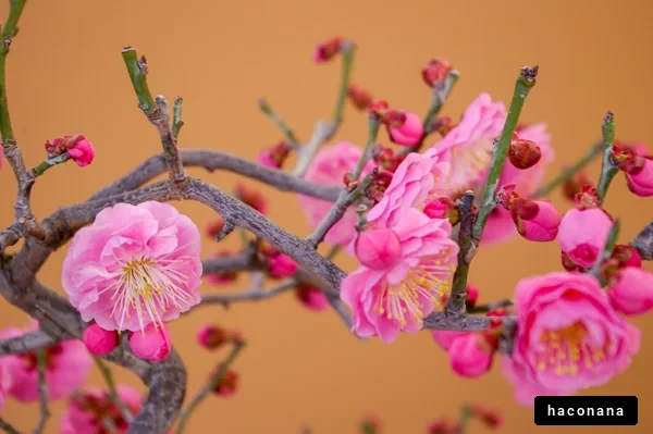 美しい梅の花の春
