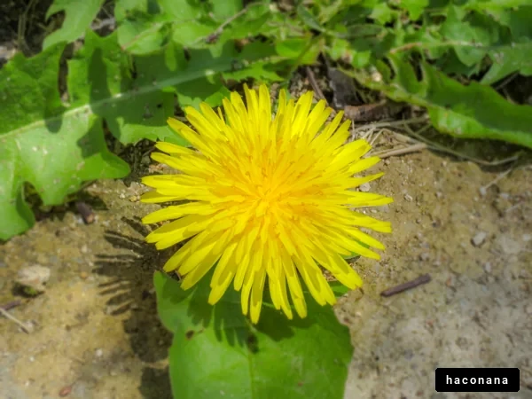 タンポポの鮮やかな花