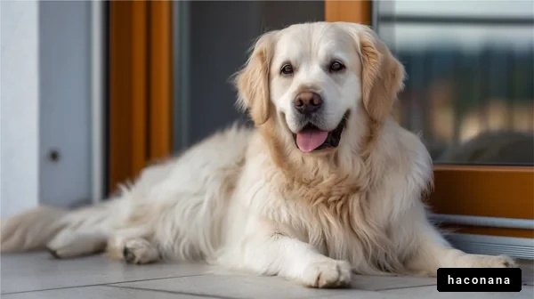 穏やかな犬の肖像