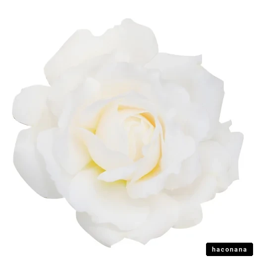 純白のバラの花