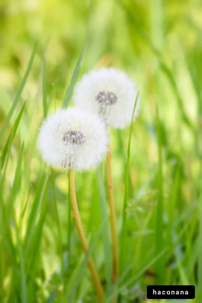 タンポポの穂の魅力