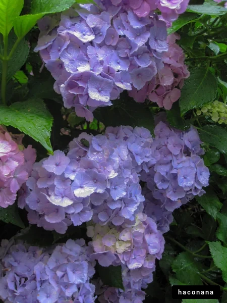 色とりどりの紫陽花の花