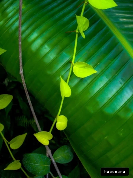 緑の葉と植物の組み合わせ