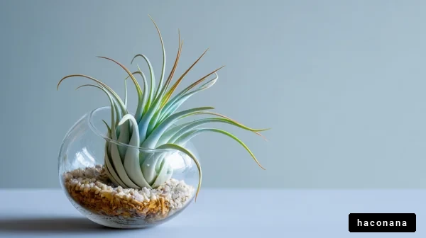 おしゃれな観葉植物