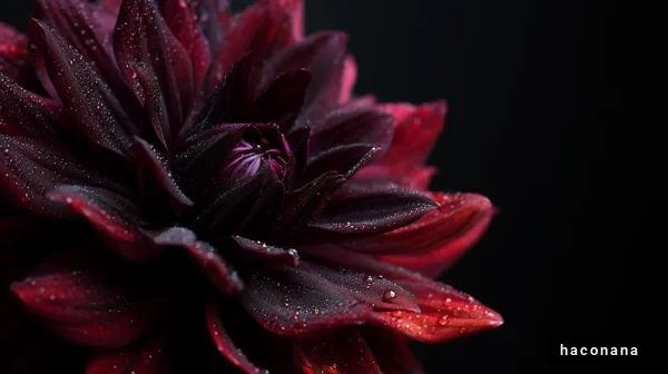 美しい赤い花のクローズアップ