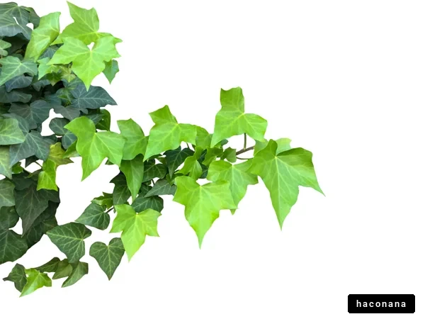 緑のツタの葉っぱ