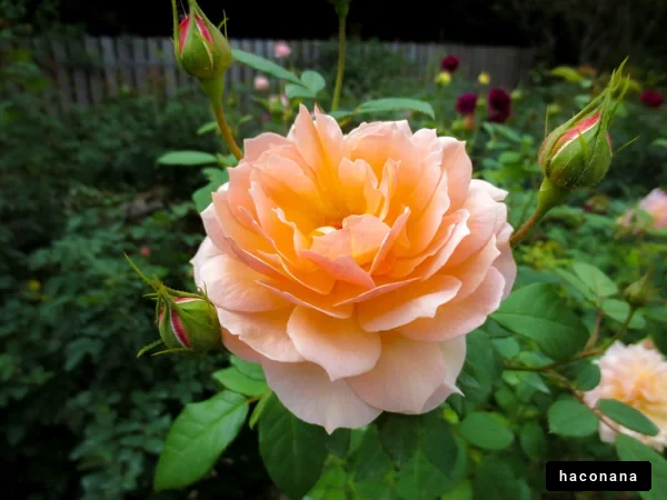 美しいバラの花