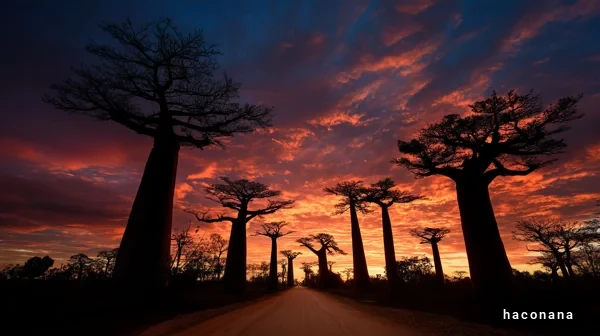 幻想的なバオバブの風景
