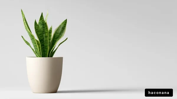 シンプルな観葉植物の写真