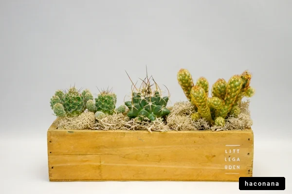 多肉植物のアレンジ