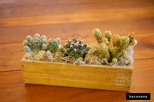 かわいい多肉植物のアレンジ