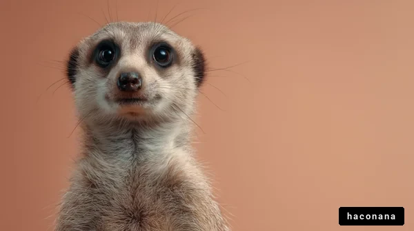 可愛らしいマングースの表情