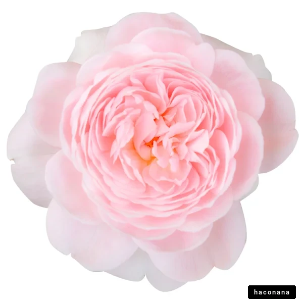 優雅なピンクの花