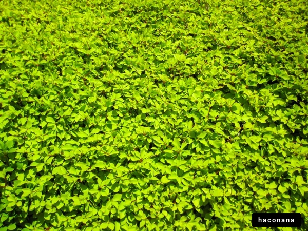 緑の豊かな植物の群生