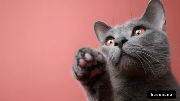 かわいい猫のアップ写真