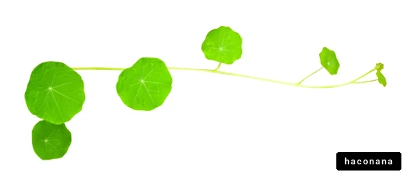 緑の葉っぱのつる