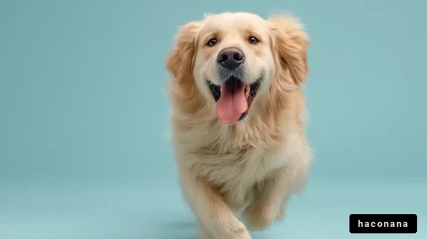 楽しそうな犬の表情