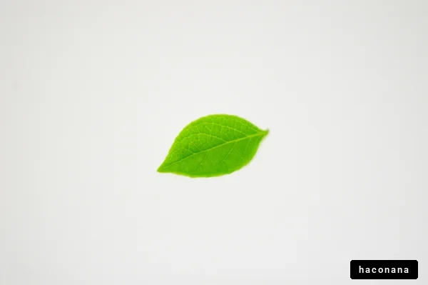 緑の葉っぱの写真