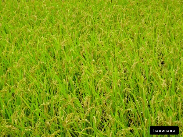 緑の稲穂の風景