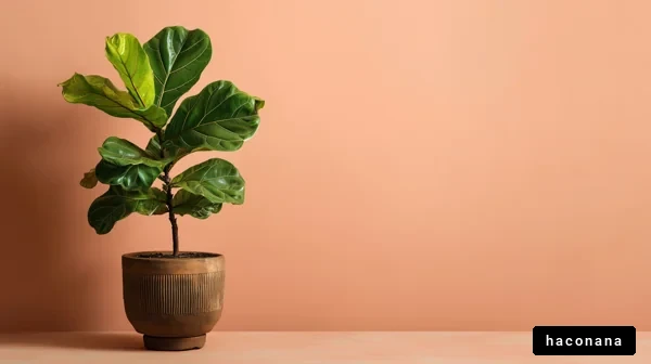 室内で育てる観葉植物