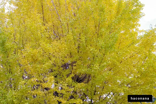 秋の葉が美しい木