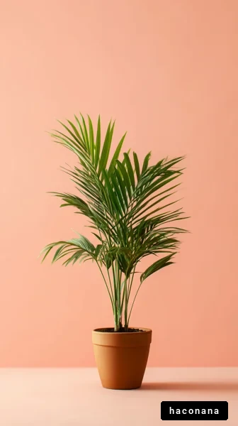 インテリアの観葉植物