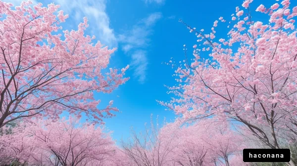 満開の桜と青空