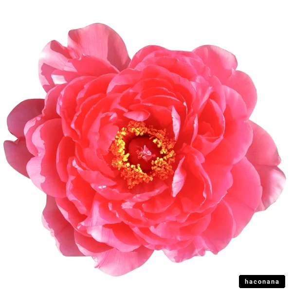 鮮やかな花のアップ