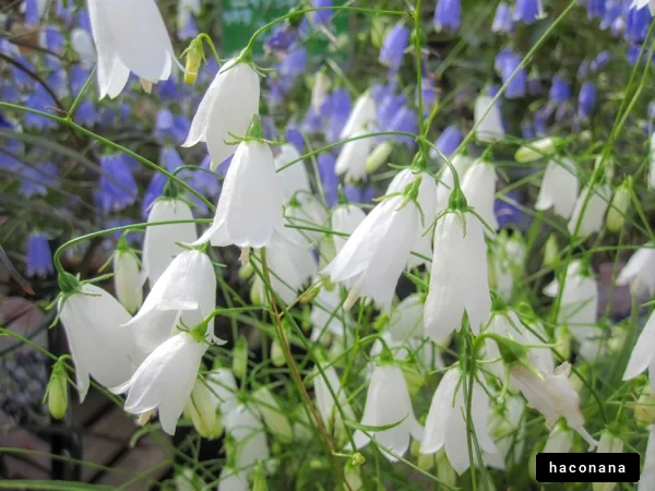 美しい白い花々の風景