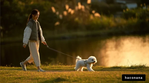夕暮れの公園で散歩する女性